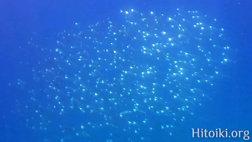 シュノーケリングスポット与那トンネル
