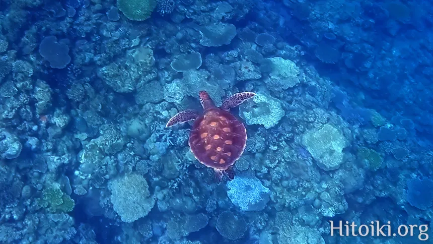 シュノーケリングスポット与那トンネル