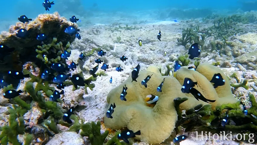 シュノーケリングスポット「結の浜海岸／根路銘海岸」