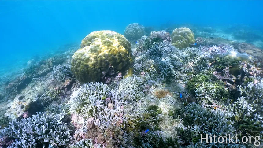 シュノーケリングスポット「結の浜海岸／根路銘海岸」