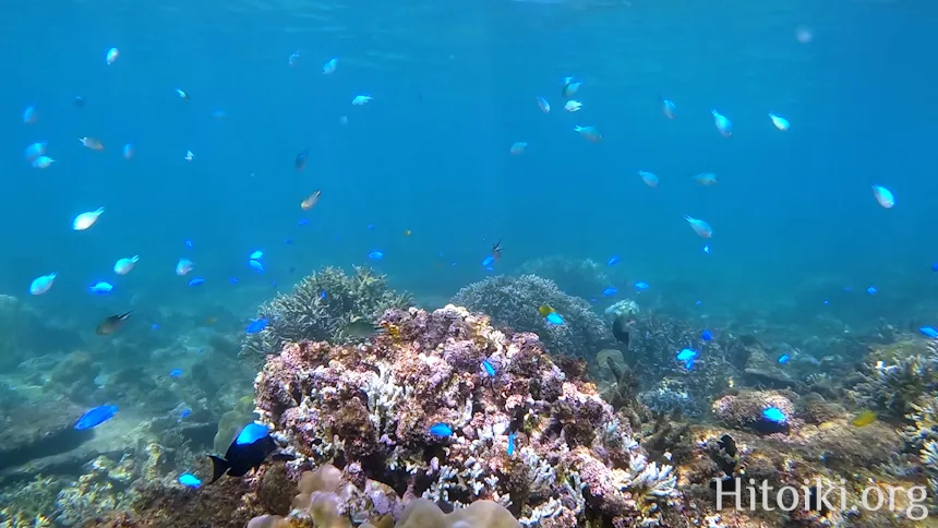 シュノーケリングスポット「結の浜海岸／根路銘海岸」
