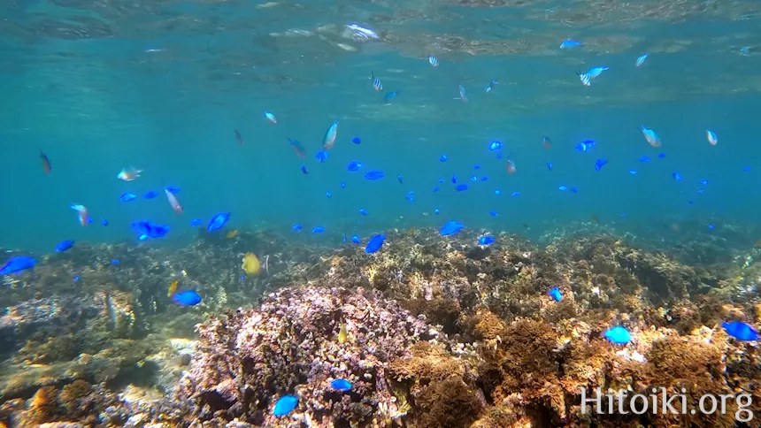 シュノーケリングスポット「結の浜海岸／根路銘海岸」