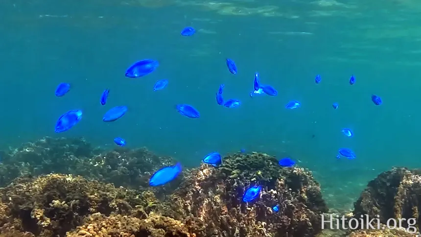 シュノーケリングスポット「結の浜海岸／根路銘海岸」