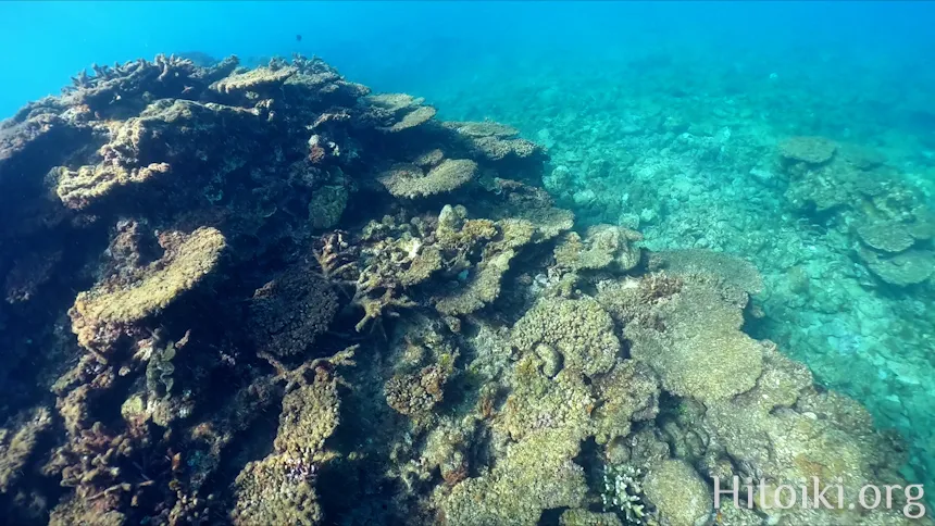 シュノーケリングスポット「結の浜海岸／根路銘海岸」