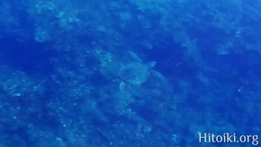 シュノーケリングスポット「結の浜海岸／根路銘海岸」