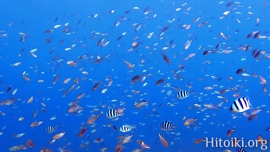 シュノーケリングスポット「結の浜海岸／根路銘海岸」