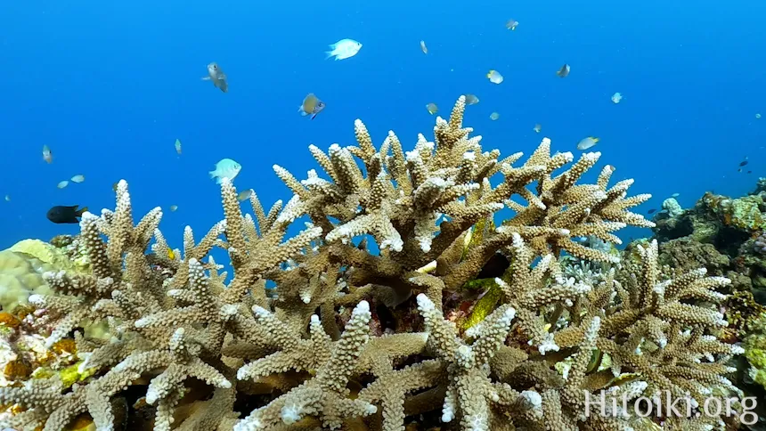 シュノーケリングスポット「結の浜海岸／根路銘海岸」