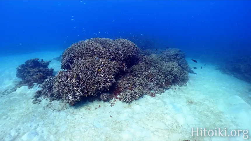 シュノーケリングスポット「結の浜海岸／根路銘海岸」