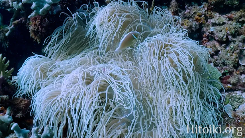 シュノーケリングスポット「結の浜海岸／根路銘海岸」