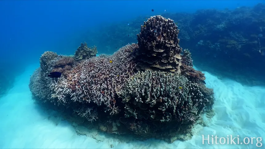 シュノーケリングスポット「結の浜海岸／根路銘海岸」