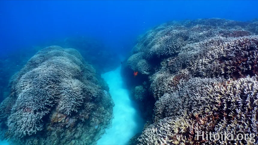 シュノーケリングスポット「結の浜海岸／根路銘海岸」
