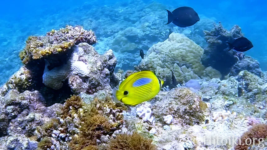 シュノーケリングスポット「結の浜海岸／根路銘海岸」