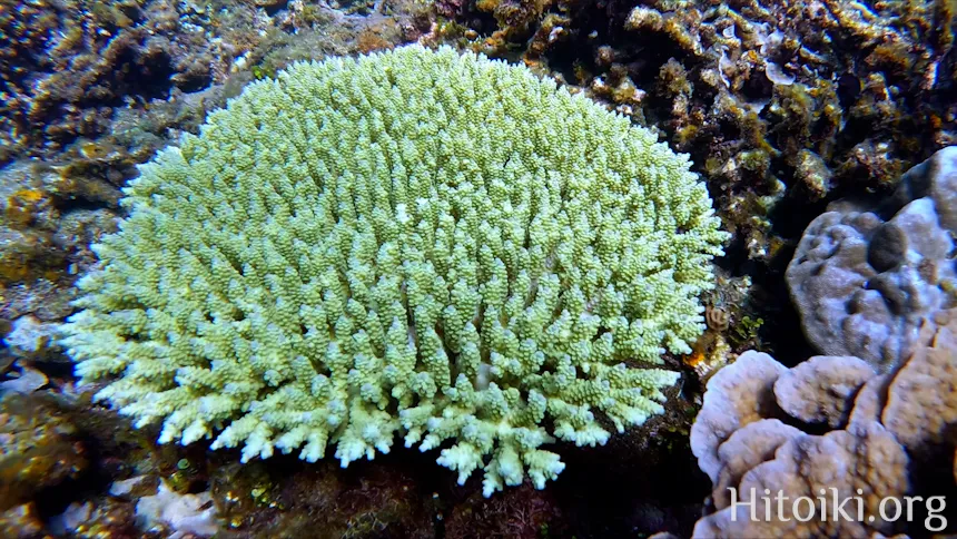 シュノーケリングスポット「結の浜海岸／根路銘海岸」