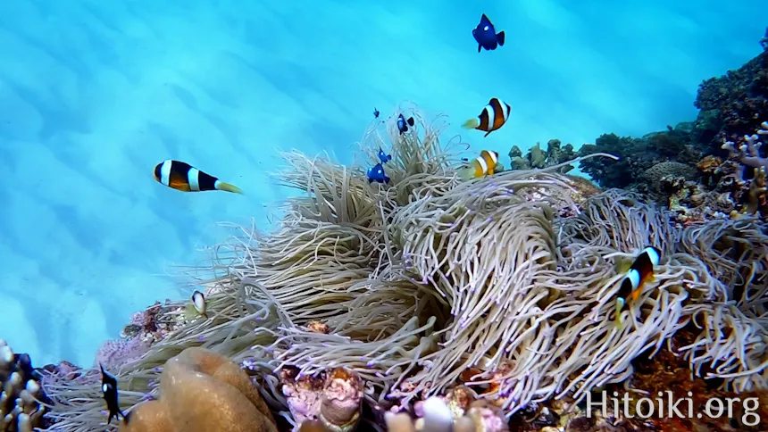 シュノーケリングスポット「結の浜海岸／根路銘海岸」