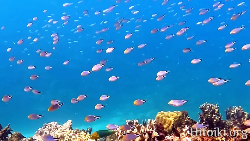 シュノーケリングスポット「結の浜海岸／根路銘海岸」