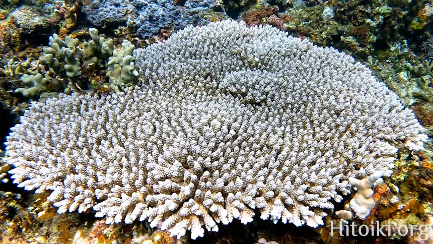 シュノーケリングスポット「結の浜海岸／根路銘海岸」