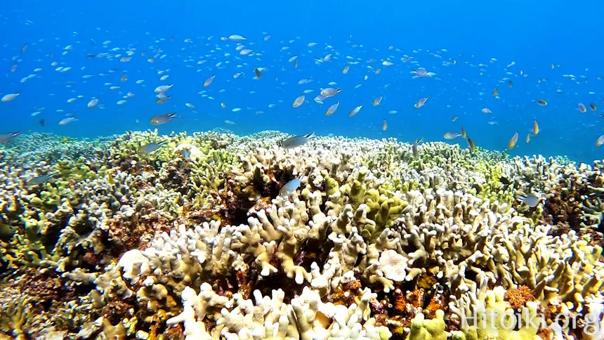 シュノーケリングスポット「結の浜海岸／根路銘海岸」
