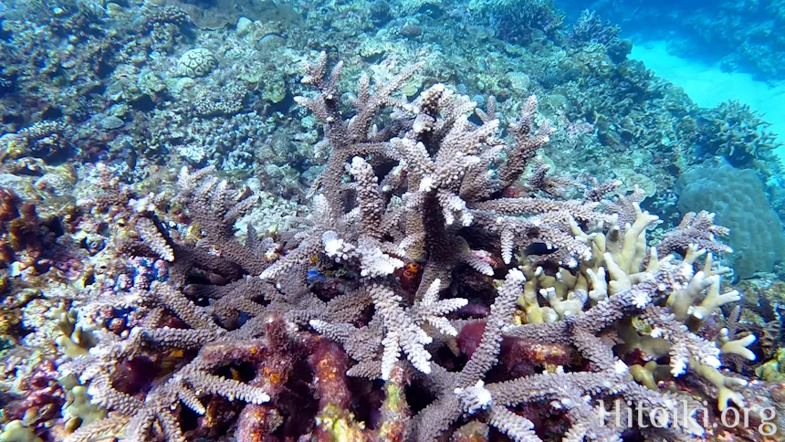 シュノーケリングスポット「結の浜海岸／根路銘海岸」