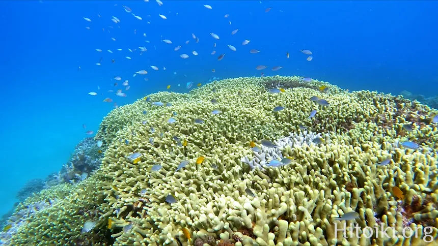 結の浜海岸／根路銘海岸